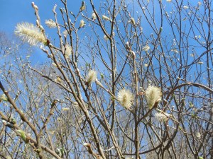 Pussy Willow