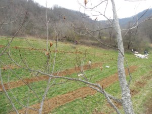 South side of the lower field