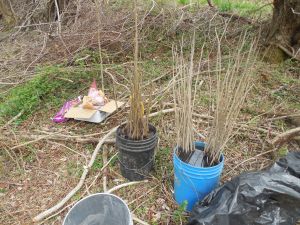 Pecan, Manchurian Walnut, Apple, Quince, Aronia, and Pawpaw bare-root plants soaking in Nature's Nog before planting
