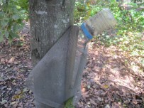 Larry's weevil trap on a hickory tree