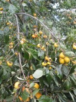 One of the many, many persimmons at Cliff's