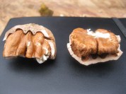 Thin shells, big meats!